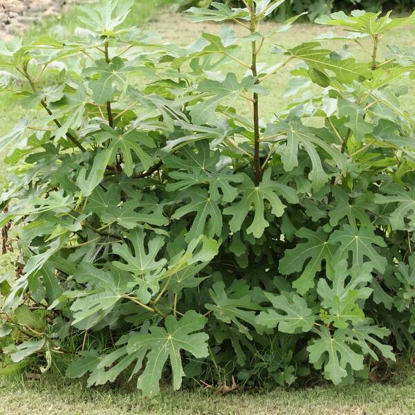 national PLANT NETWORK 1 gal. Fig Brown Turkey