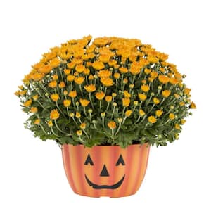 1 Gal. Orange Mum Chrysanthemum Mumkin Planter Perennial Plant (1-Pack)