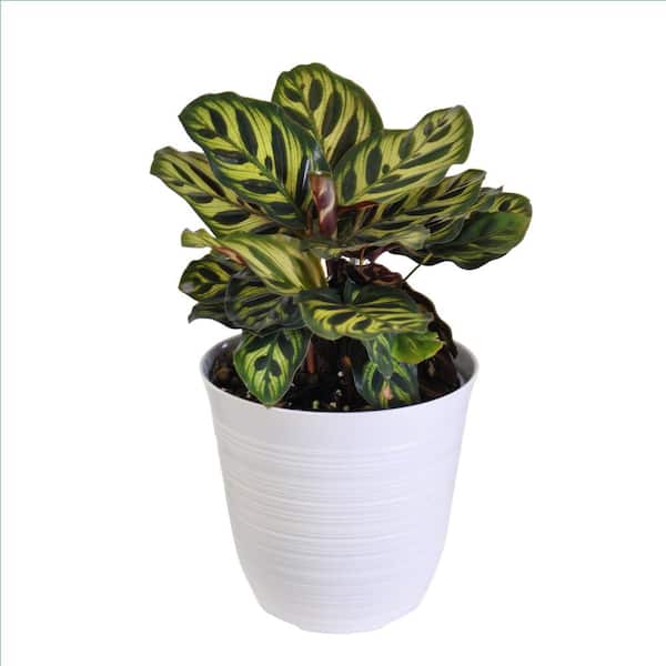 United Nursery Calathea Peacock in 6 inch White Decor Pot