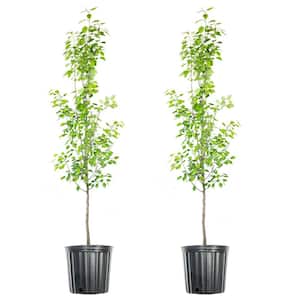 4 ft. to 5 ft. Tall Ayers Pear Tree in Growers Pot (2-Pack)
