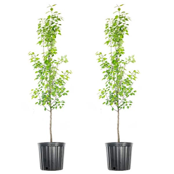 Perfect Plants 4 ft. to 5 ft. Tall Ayers Pear Tree in Growers Pot (2-Pack)