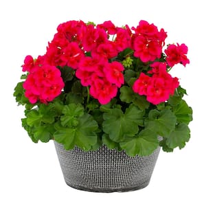 1 Gal. Geranium in Decorative Bowl Pink Annual Plant (1-Pack)