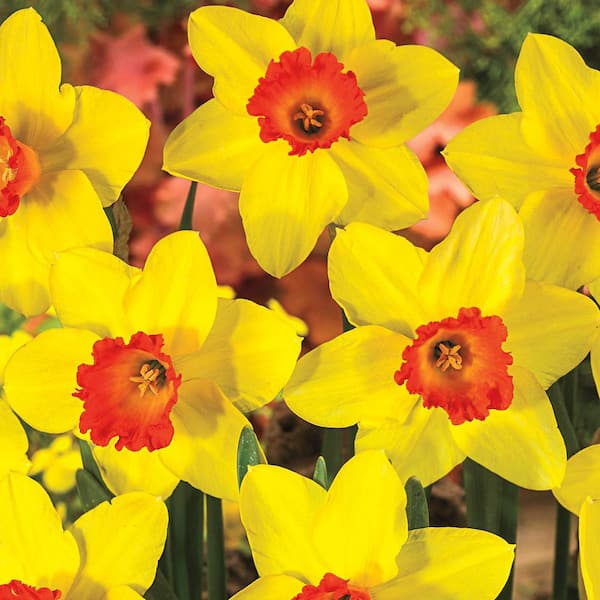 Van Bourgondien Red Devon Large Cupped Daffodil Bulbs 100-Pack
