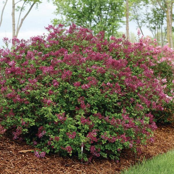VAN ZYVERDEN 4 in. Proven Winners Syringa Bloomerang Dark VAN ZYVERDEN 4 in. Proven Winners Syringa Bloomerang Dark