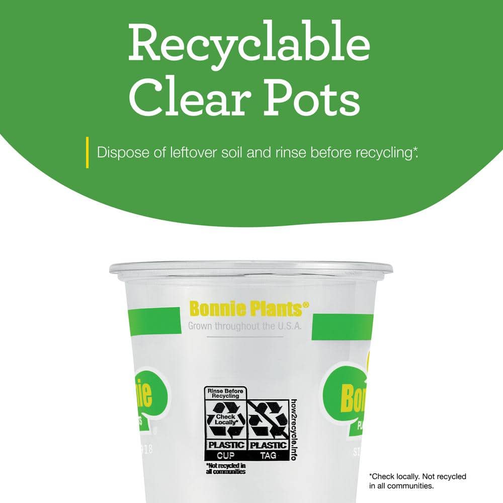 Sweet Basil Herb Plant 4.5 Inch Container 2-Pack