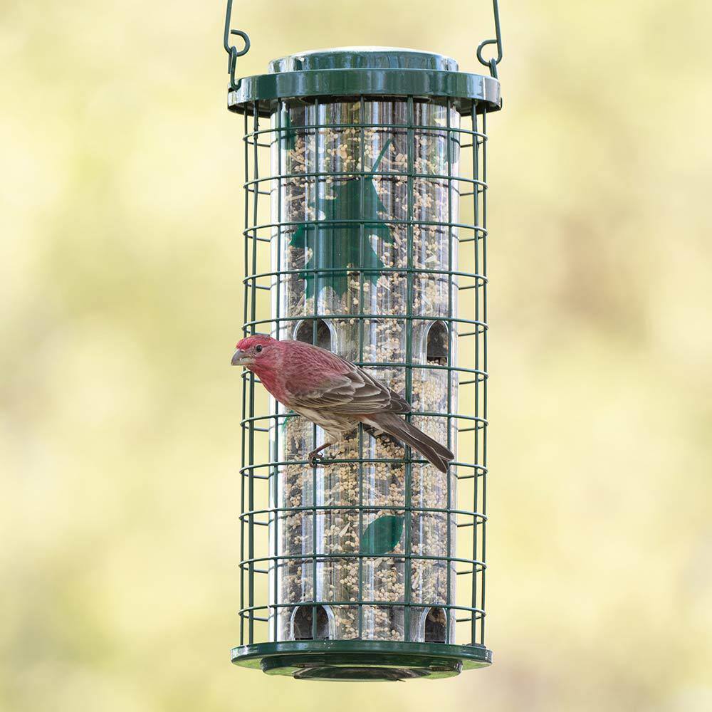 Green Metal and Plastic Squirrel Resistant Hanging Bird Feeder