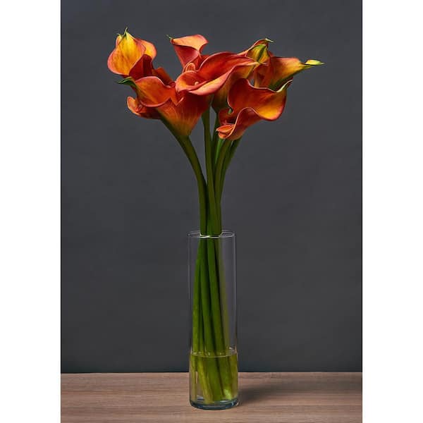 2.5 Qt. Calla Lily Morning Sun Zantedeschia Perennial Live Plant with Orange Flowers (2-pack)