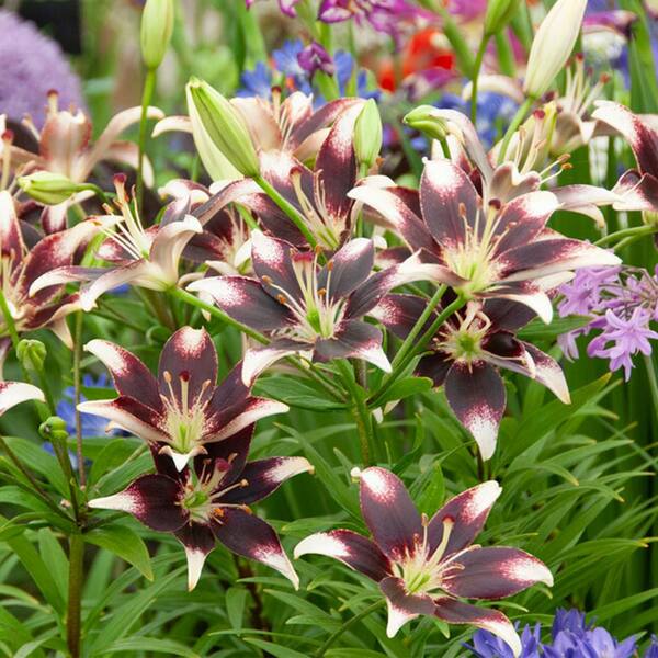 fertilizer for peace lily plant Professional Liquid Peace Lily Plant Fertilizer main image 0