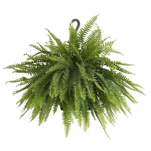 Boston Fern Plant in 9.25 in. Hanging Basket