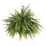 Boston Fern Plant in 9.25 in. Hanging Basket