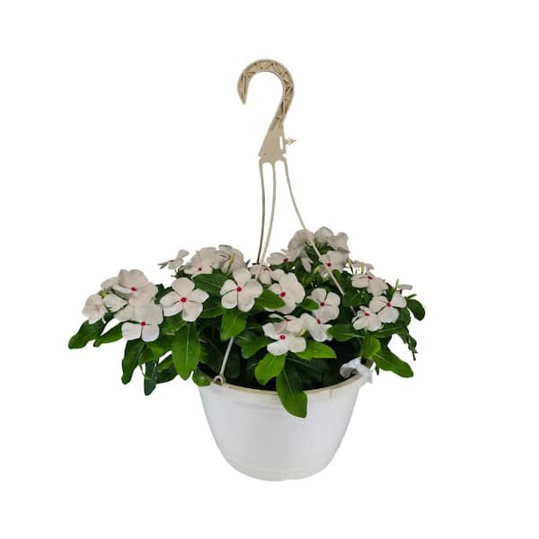 Vinca Cora Periwinkle Cascade Polka Dot Flower in 10 in. Hanging Basket Plant