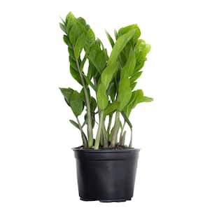 ZZ Plant Zamioculcas Zamiifolia Zanzibar Gem Easy Care Low Light Plant in 6 inch Grower Pot