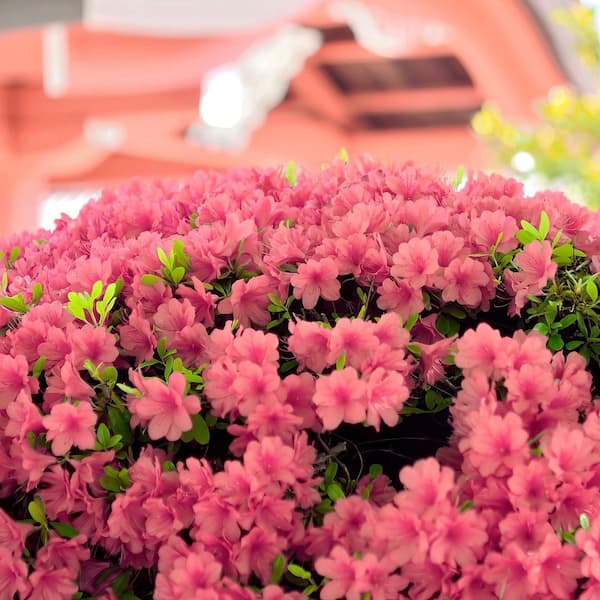 national PLANT NETWORK 2.5 Quart Azalea 'Blaauw's Pink' Flowering