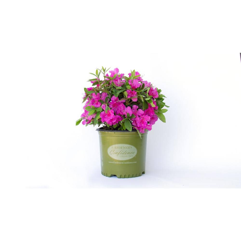 Vigoro 2 Gal. Augusta Echo Azalea Shrub with Bright Pink