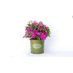 Vigoro 2 Gal. Augusta Echo Azalea Shrub with Bright Pink