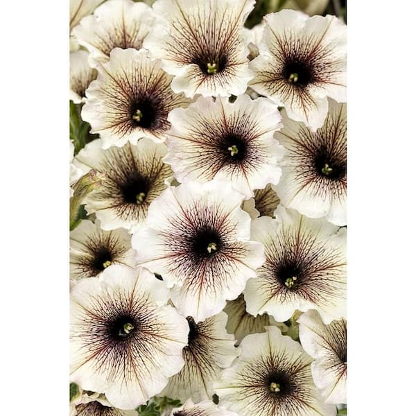 PROVEN WINNERS Supertunia Latte (Petunia) Live Plant, Silver-White Flowers with Brown-Purple Veins, 4.25 in. Grande