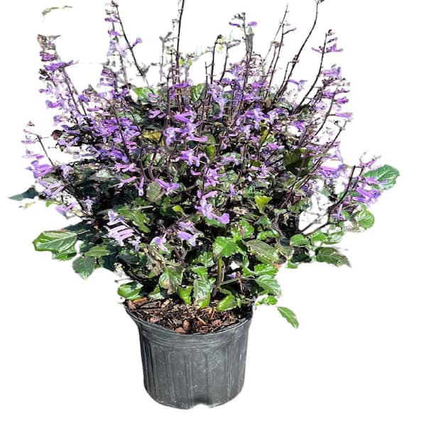 1 gal. Mona Lavender Plectranthus Perennial Plant with Purple Flowers