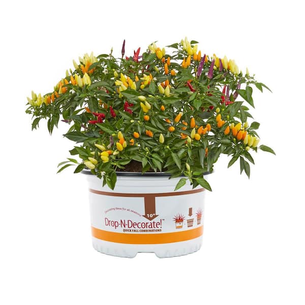 METROLINA GREENHOUSES 1.5 Gal. Drop N Decorate Ornamental Pepper Mix Annual Plant (1-Pack)