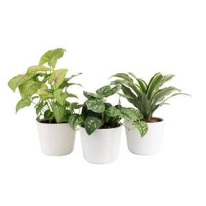 Exotic Angel Clean Air Indoor Houseplant Collection in 4 in. White Decor Pot, Avg. Shipping Height 10 in. Tall (3-Pack)