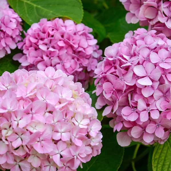 Pennington 1 Gal. Hydrangea Early Rosa Live Annual Plant (1-Pack)