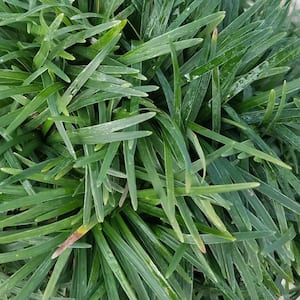 2.5 Qt. Dwarf Mondo Grass Groundcover - Groundcover Plant