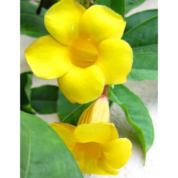 Wekiva Foliage Yellow Mandevilla Plant with Hoop-1 Live Plant in a 6 in. Pot-Florist Quality Flowering Vine for Garden