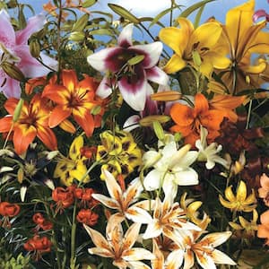 All Summer Lily Garden Bulbs (10-Pack)