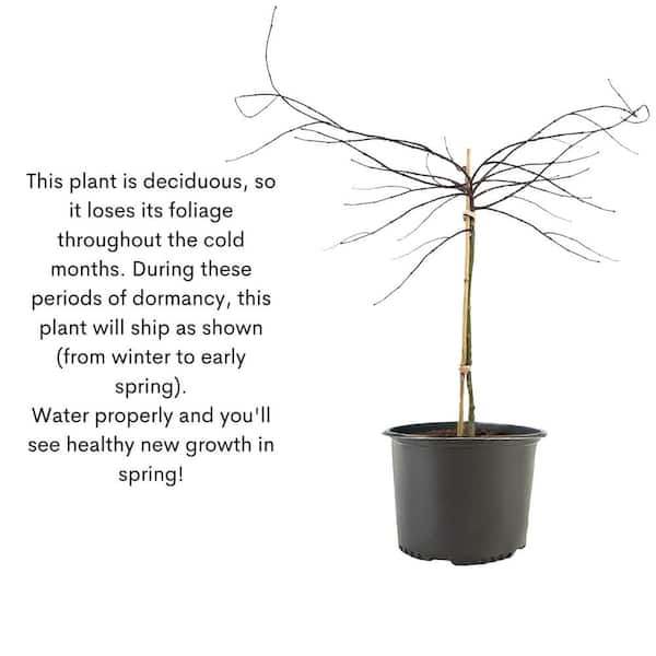 3 Gal. Tamukeyama Japanese Maple Tree with Red Foliage 17538 - The