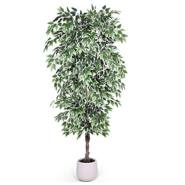 Wekiva Foliage Ficus Alii Braid Tree-Live Plant in a 10 Inch Pot-Ficus  Binnendiijkii 'Alii'-Large Ornamental Interior Tree FicAllBra10x1 - The  Home Depot