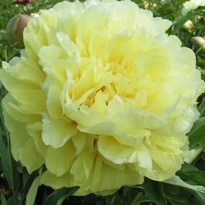 4 in. Pot Itoh Peony Duchesse De Lorraine, Dormant Bare Root Yellow Flowering Perennial Plant (1-Pack)