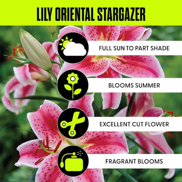 VAN ZYVERDEN Lilies Oriental Stargazer Bulbs (Pack of 7) 11351