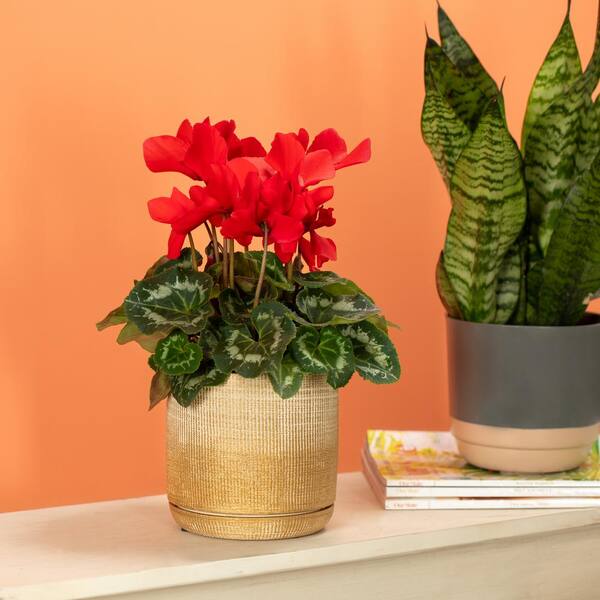 Vigoro 2 QT Cyclamen Sierra Synchro Purple' Purple Annual Plant
