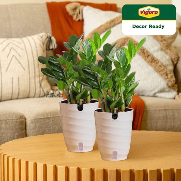 Zamioculcas Zamiifolia ZZ Indoor Plant in 6 in. White Decor Planter, Average Shipping Height 1-2 ft. (2-Pack)