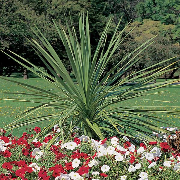 Unbranded 2.5 Qt. Dracaena Shrub Plant