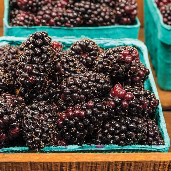 Gurney's Marionberry Bush Fruit Bearing Blackberry Starter Plant (1-Pack)