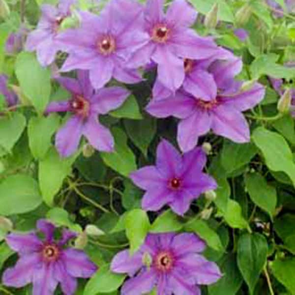 Ilka Purple Flowering Clematis Vine Bare Root Perennial Starter Plant (1-Pack)
