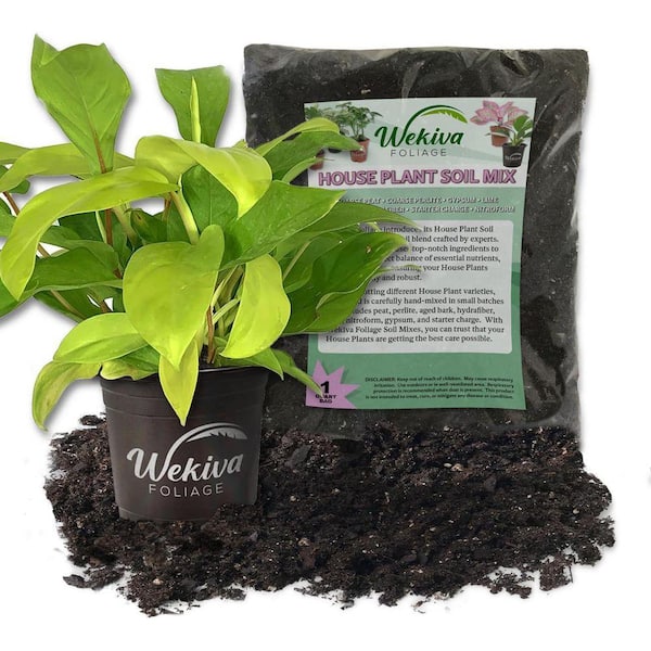 Wekiva Foliage Lemon Philodendron and Soil Mix Combo -Live Plant in a 4 in.  Pot with 1 Quart HousePlant Soil Mix LemPhilSo4x1 - The Home Depot