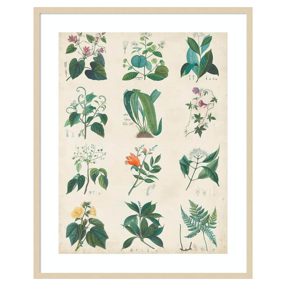 Botanical Schema II Svelte Natural Framed Abstract Print