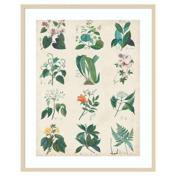 Amanti Art Botanical Schema II by Vision Studio 33 in. W x 41 in. H. Wood Framed Wall Art Print Framed in Brown