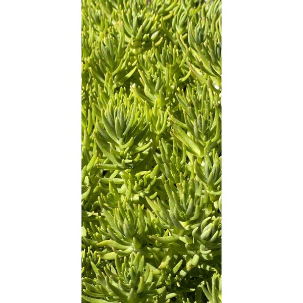 Live Sedum Lemon Ball Succulent Plant in Pots (5-Pack) HT9LK-FJC - The Home  Depot