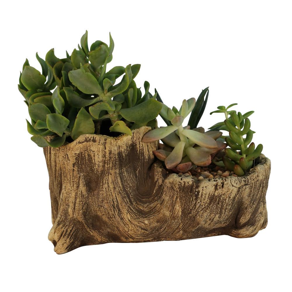 7.5 in. x 4 in. x 4.5 in. Driftwood Ceramic Wood Plant Pot - Unique Succule