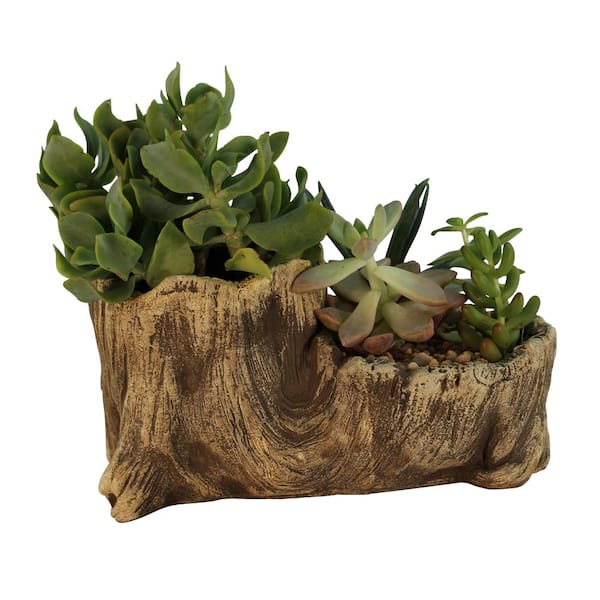 Unbranded 7.5 in. x 4 in. x 4.5 in. Driftwood Ceramic Wood Plant Pot - Unique Succulent Planter Boot Log