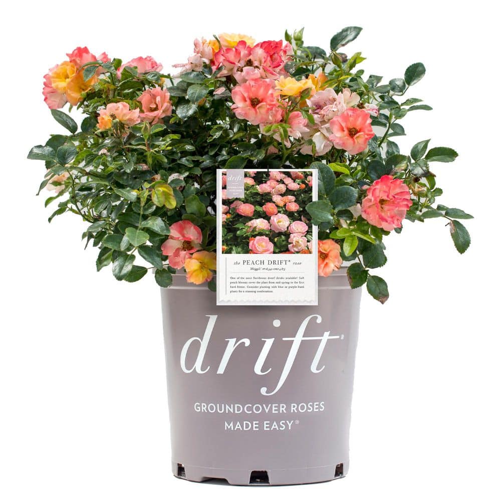 【aksy♡】ピーチローズ2つ Drift 2 Gal. Peach Drift Rose Bush with Pink-Orange Flowers 13194