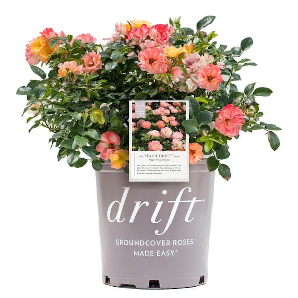 2 Gal. Peach Drift Rose Bush with Pink-Orange Flowers