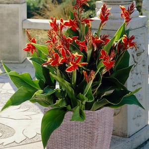 Lucifer Cannas Patio Kit With Decorative Ratten Planter, Planting Medium and Roots (Set of 3)