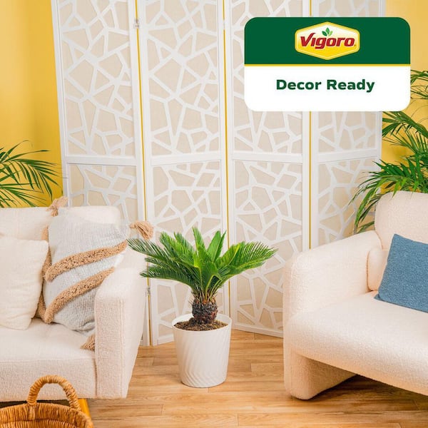 Sago Palm Plant in 10in. White Decor Pot, Avg. Shipping Height 2-3 ft. Tall