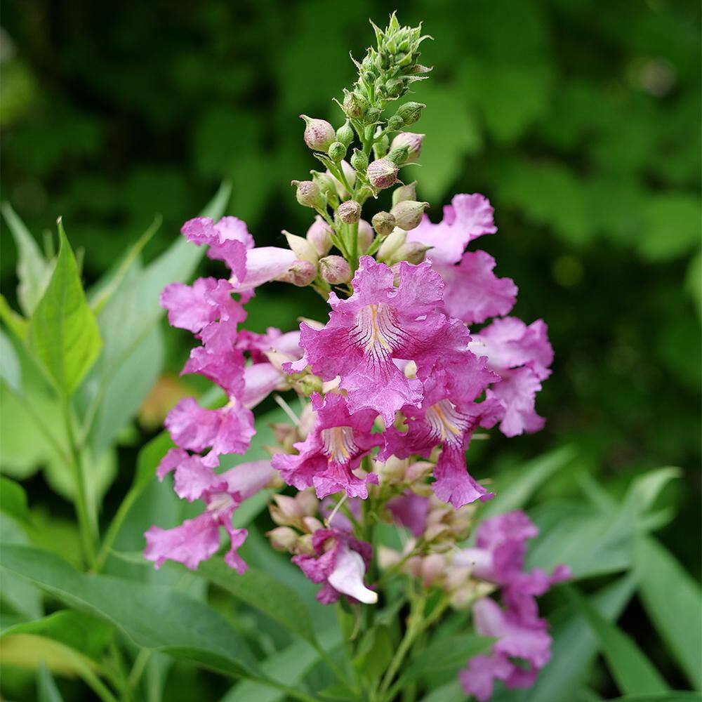 2 Gal. Desert Orchid El Niño Shrub in Decorative Container price history on PriceWatchPro