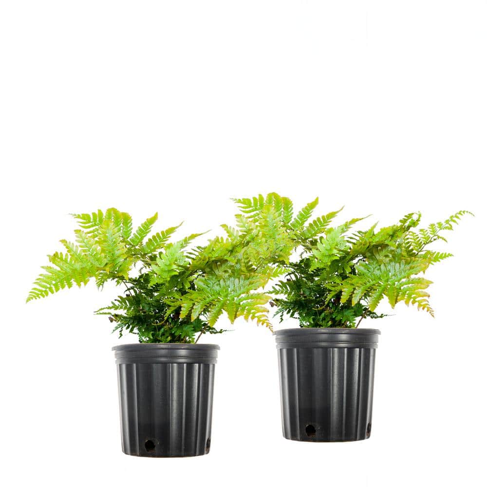 1 Gal. Autumn Fern Green Foliage Shrub (2-Pack)