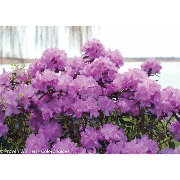 PROVEN WINNERS Amy Cotta (Rhododendron) Live Shrub, Purple Flowers, 1 Gal.