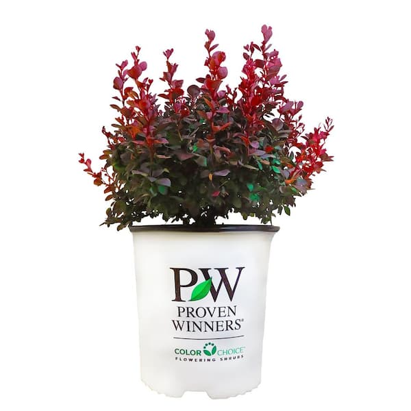 PROVEN WINNERS 2 Gal. Barberry Mini Maroon Plant with Red Blossoms in Grower pot